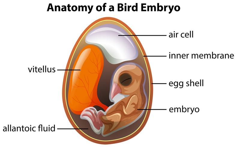 Anatomia de um embrião de pássaro vetor