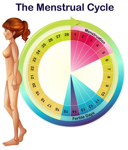 Um vetor do ciclo menstrual