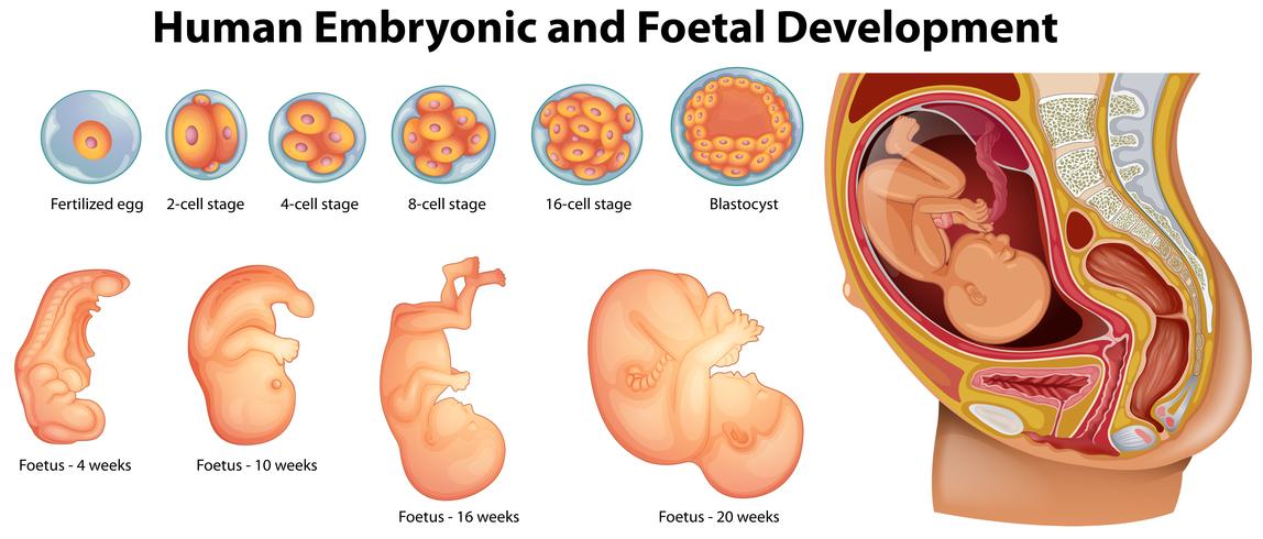 Diagrama mostrando o desenvolvimento embrionário e fetal humano vetor