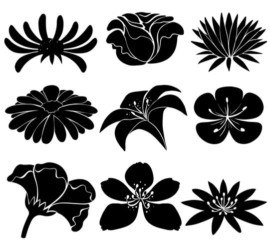 Conjunto de flores negras vetor