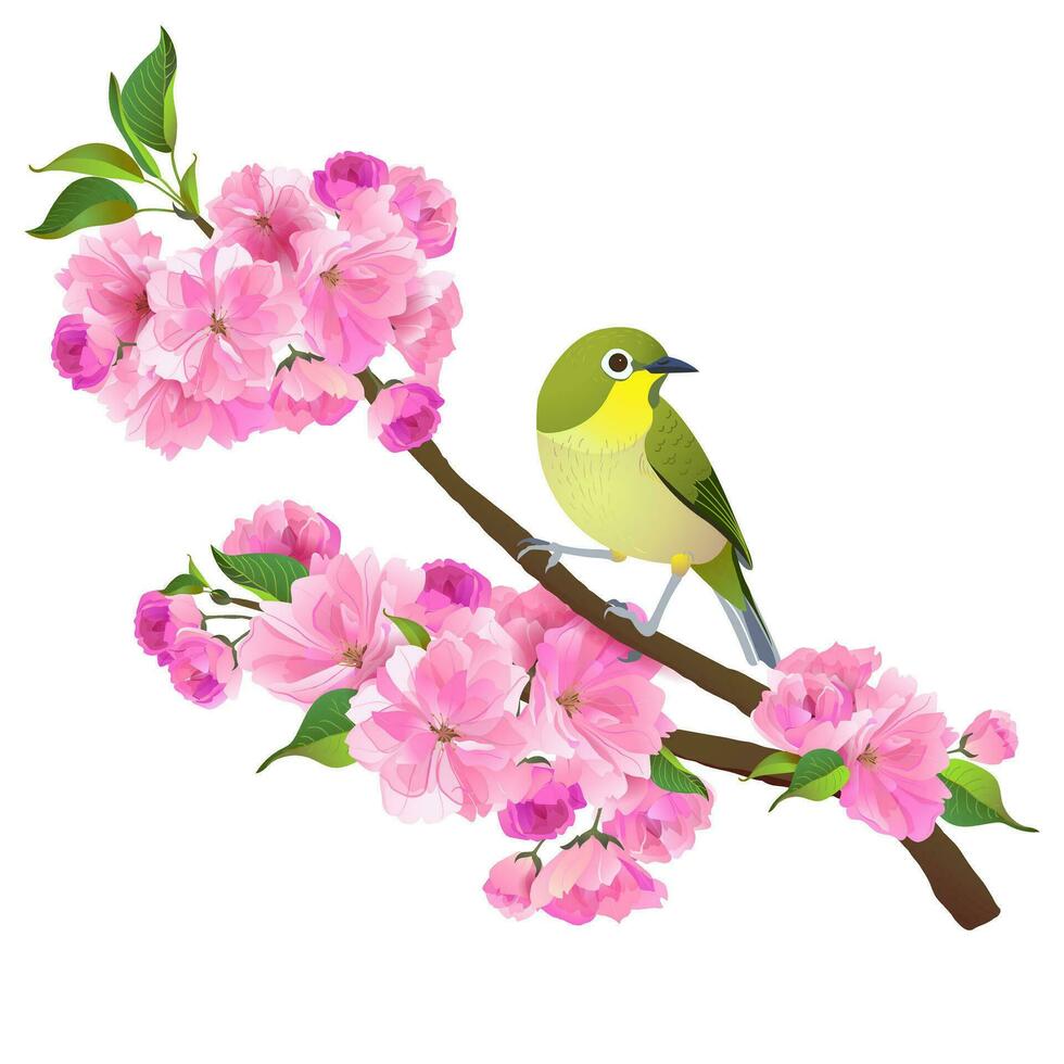 realista ilustração do japonês rouxinol e sakura ramo isolado em branco fundo. vetor gráfico do pássaros e Rosa flor.