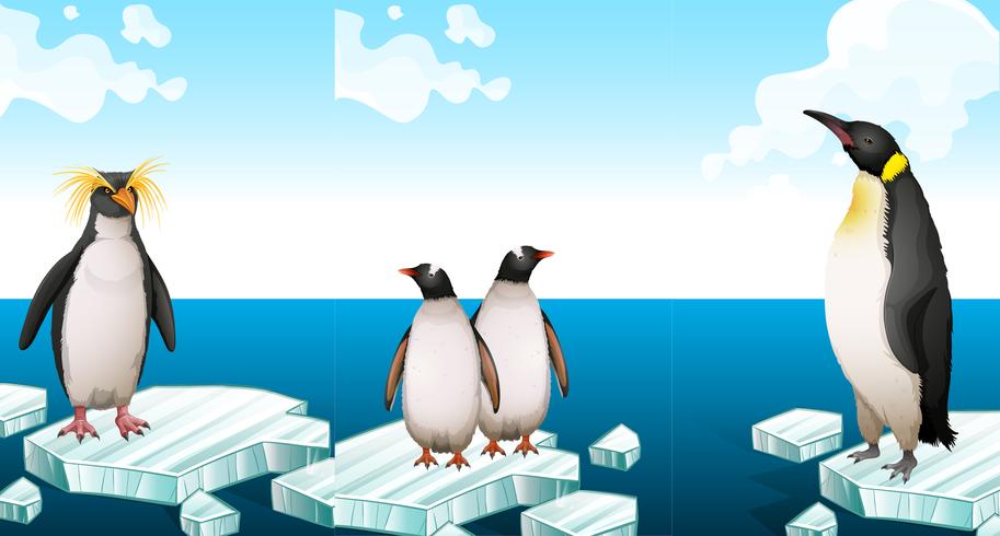 Pinguins em pé no iceberg vetor