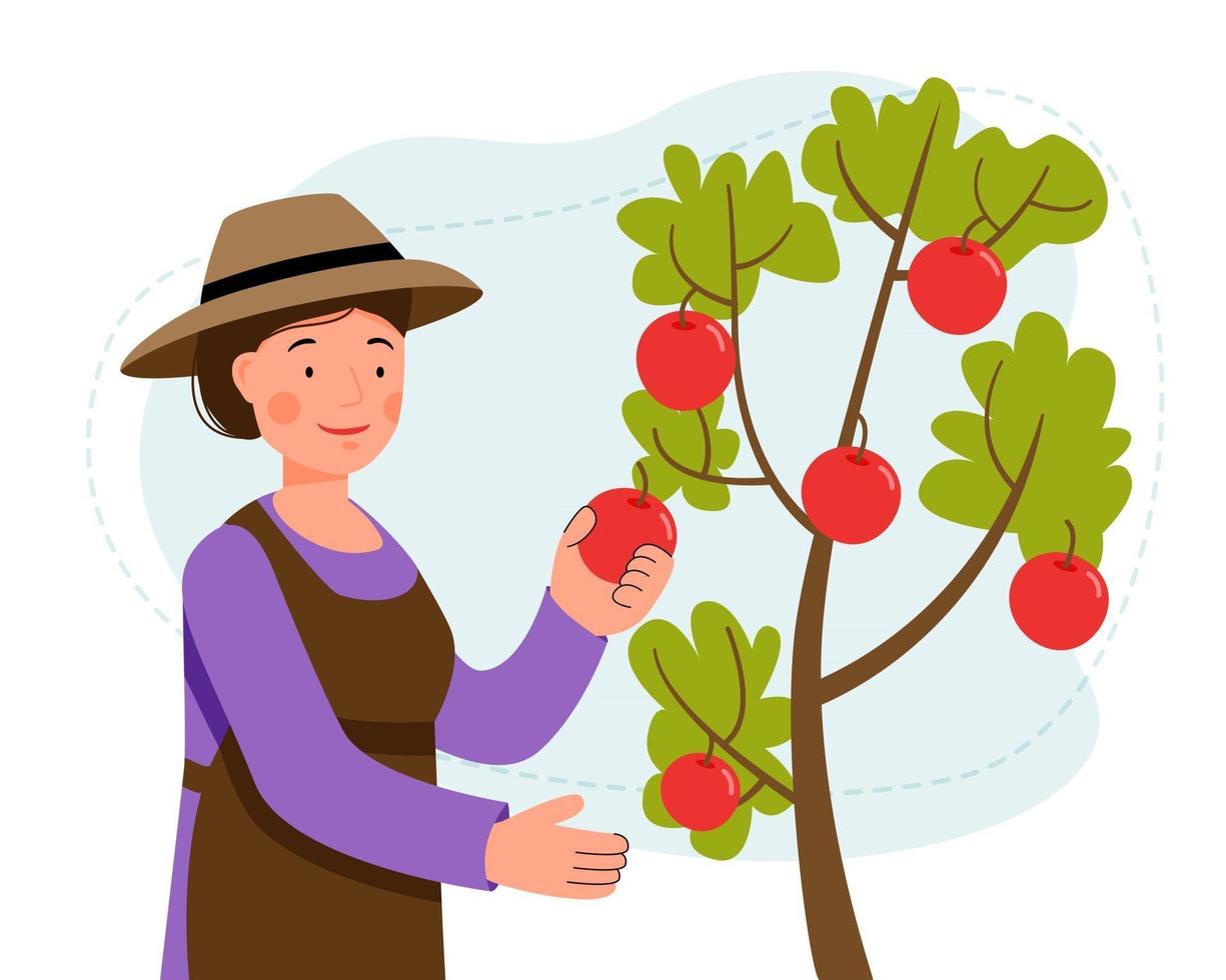 mulher de chapéu pega maçãs de uma árvore no jardim. colhendo frutas. vetor