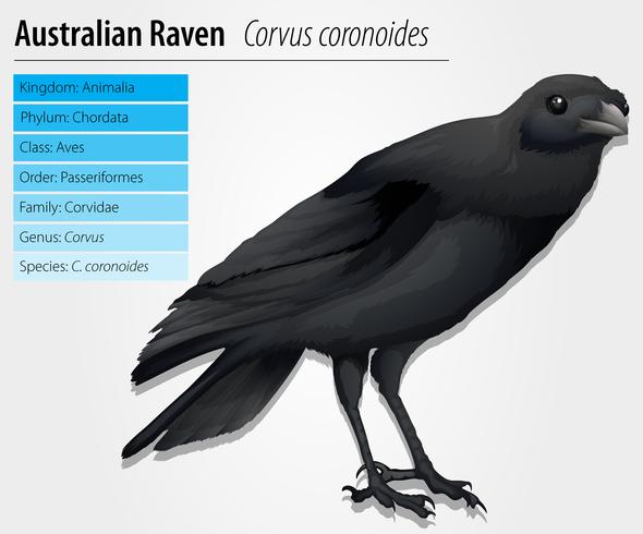 Corvo australiano vetor