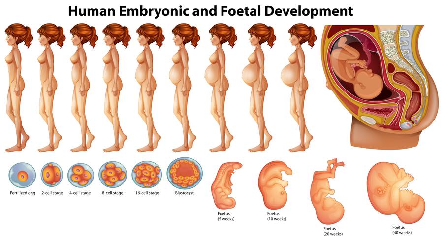 Vetor de Desenvolvimento Humano Embriônico e Fetal