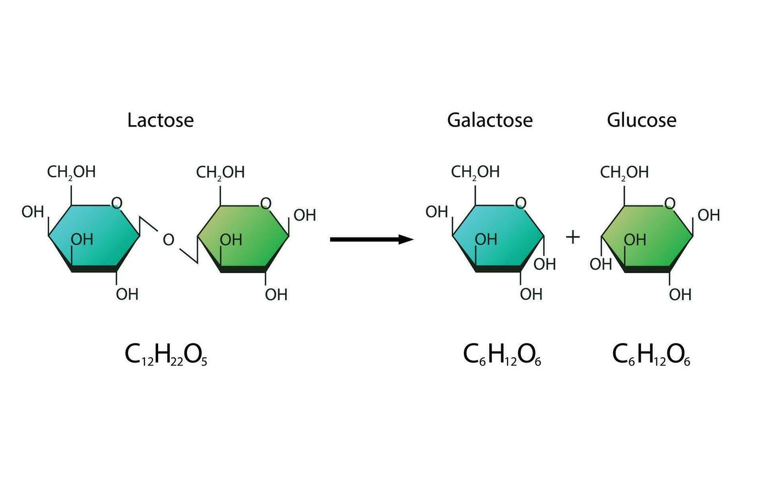 lactose hidrólise. lactase enzima efeito em lactose açúcar molécula vetor