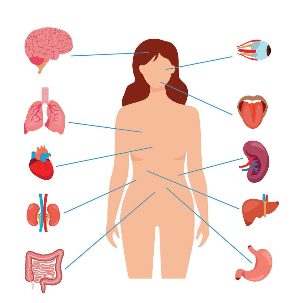 órgão interno de anatomia humana com cérebro, pulmões, intestino, coração, rim, pâncreas, baço, fígado e estômago. ilustração vetorial isolada vetor