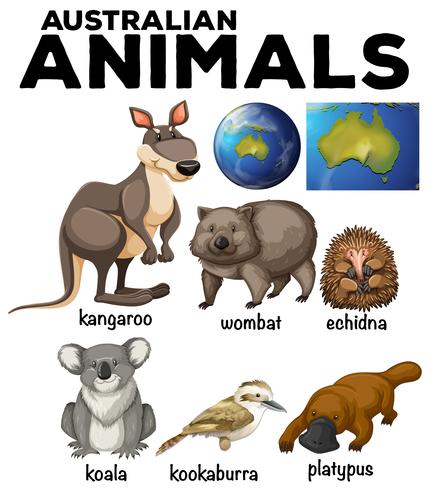 Animais silvestres australianos e mapa da Austrália vetor