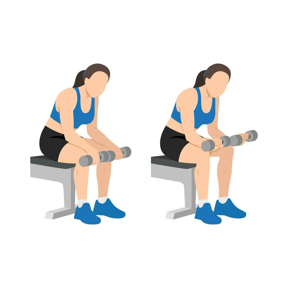 mulher fazendo sentado haltere Palma baixa pulso cachos ou antebraço cachos exercício. vetor