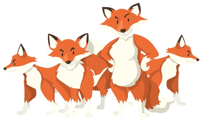 Quatro raposas em fundo branco vetor
