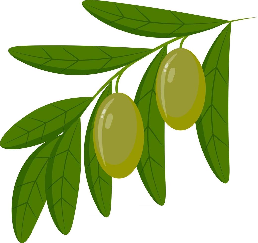 um ícone de oliveira, um galho com azeitonas e folhas vetor