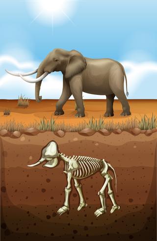 Elefante no chão e no subsolo fóssil vetor