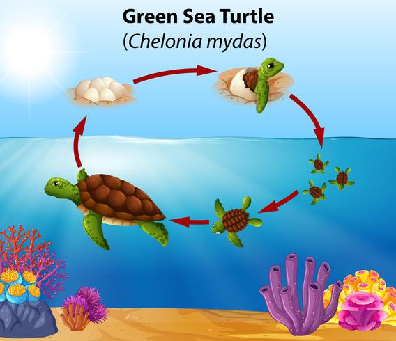 Ciclo de vida da tartaruga marinha verde vetor