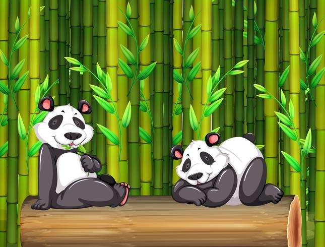 Dois ursos panda na floresta de bambu vetor