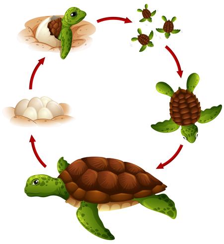 Ciclo de vida da tartaruga vetor