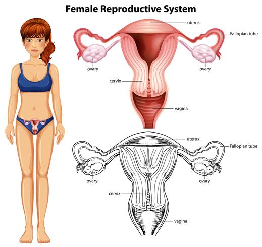 Sistema reprodutivo feminino em fundo branco vetor