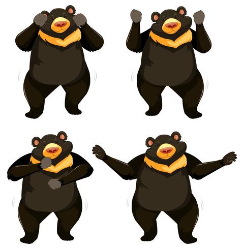 Um conjunto de dança de urso shmoney vetor