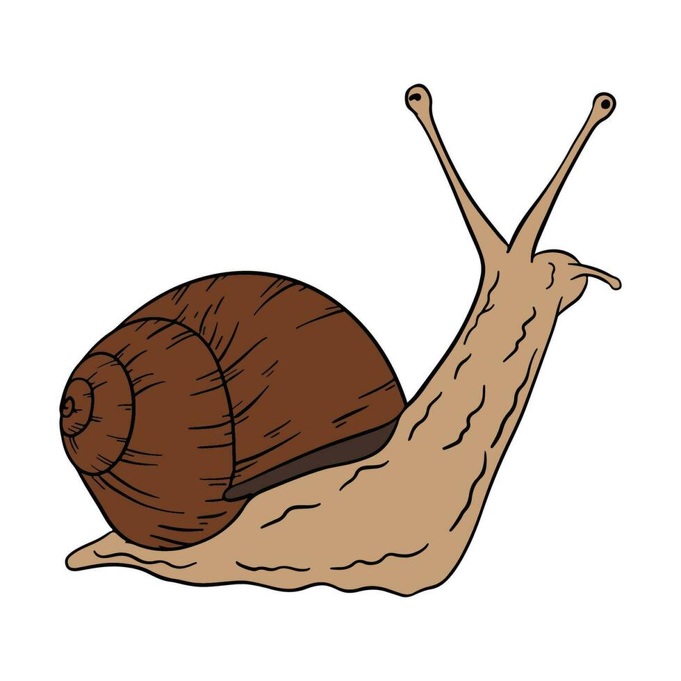 Castanho Caracol ,bom para gráfico recursos, imprimível arte, adequado para Projeto recursos, logotipo, modelo desenhos, e mais. vetor