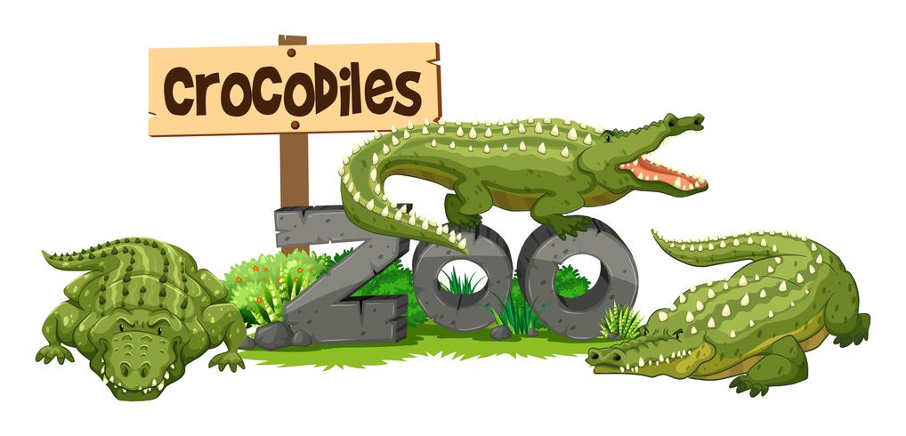Três crocodilos no zoológico vetor