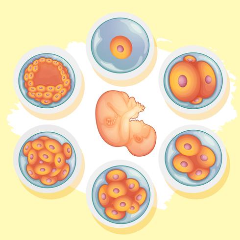 Diagrama mostrando diferentes estágios do bebê humano vetor