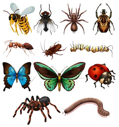 Conjunto de diferentes insetos selvagens vetor