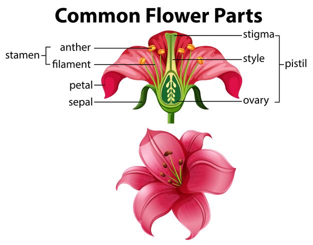 Ciência das partes comuns da flor vetor