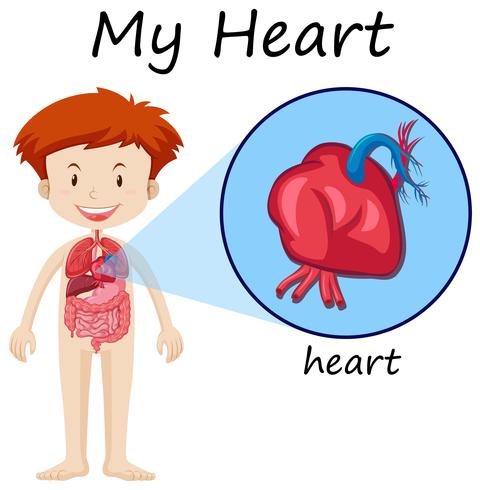 Diagrama de anatomia humana com menino e coração vetor