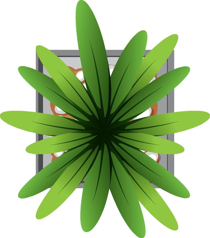 vista aérea da planta em vaso isolado no fundo branco vetor