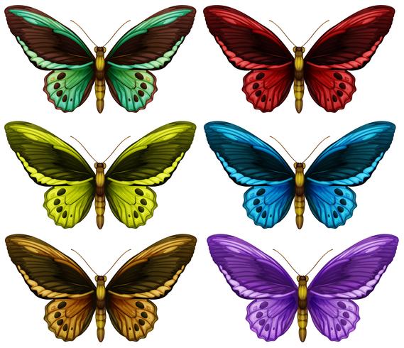Borboletas-monarca em seis asas de cores diferentes vetor