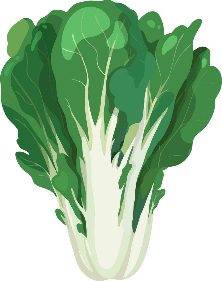 bok choy. pak choy. ásia vegetal ilustração vetor. vetor