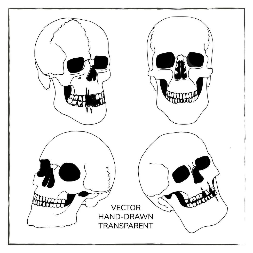 conjunto do realista humano crânios. mão desenhado vetor ilustrações do tinta crânios para decoração, Projeto