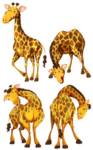 Girafa em quatro poses diferentes vetor