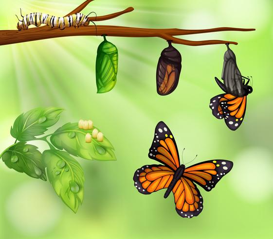 Um ciclo de vida da borboleta vetor