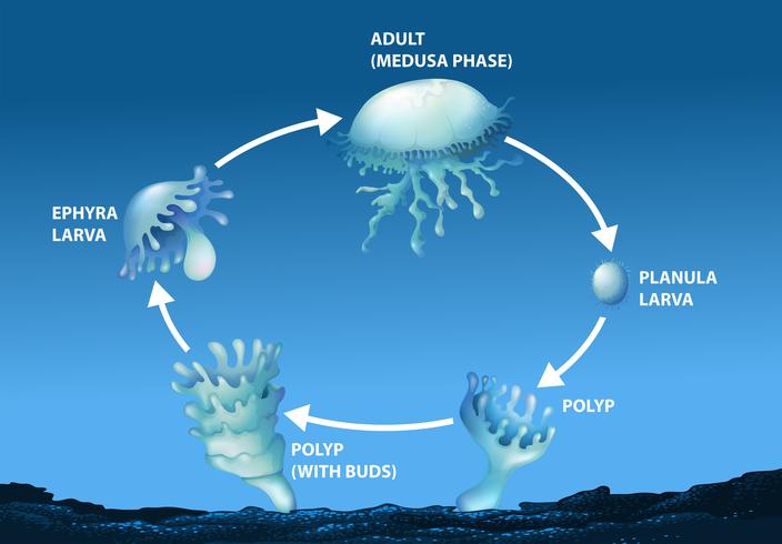 Diagrama mostrando o ciclo de vida das medusas vetor