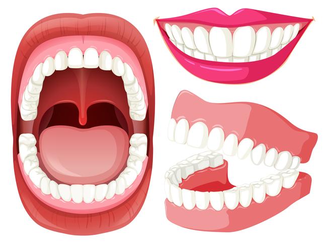 Conjunto de boca e dentes vetor