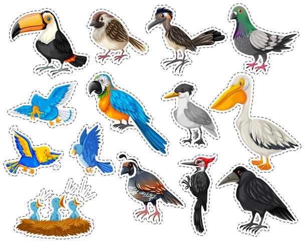 Adesivo definido com muitos tipos de pássaros vetor