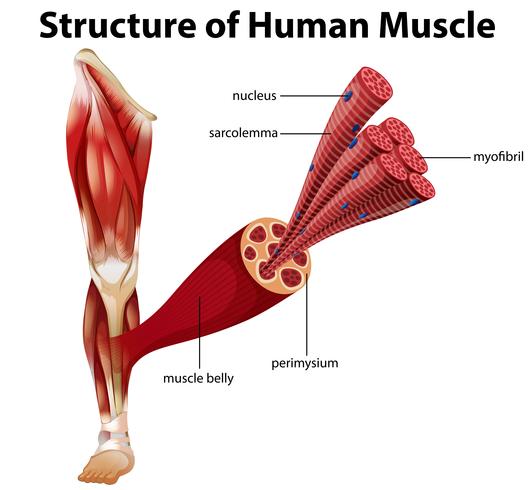 Uma estrutura do músculo humano vetor