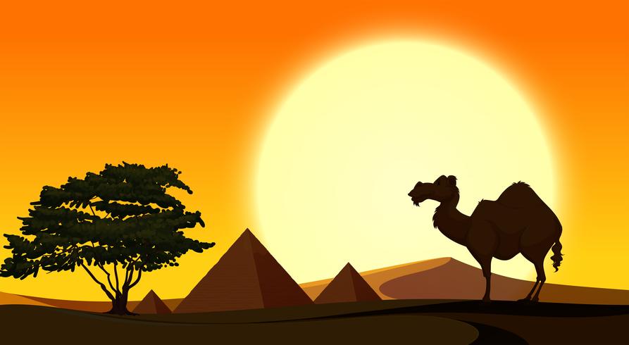Cena de fundo com camelo ao pôr do sol vetor
