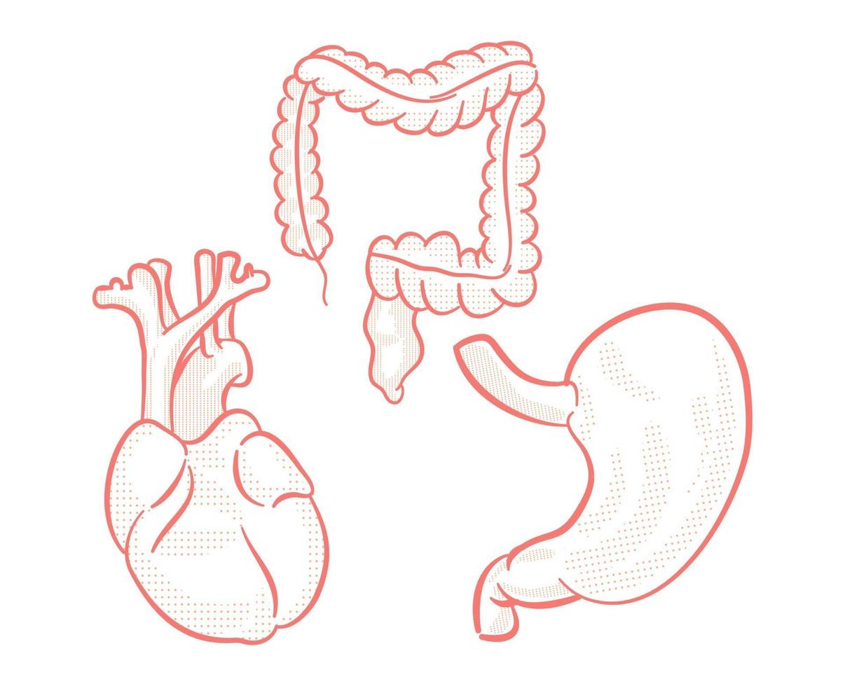 conjunto de ilustração de órgãos humanos para elemento de design vetor