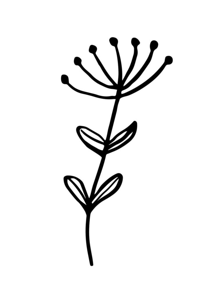 folha, ervas Relva mão desenhado rabisco esboço. vetor ilustração solteiro do desenho animado botânico plantar. isolado em branco fundo.