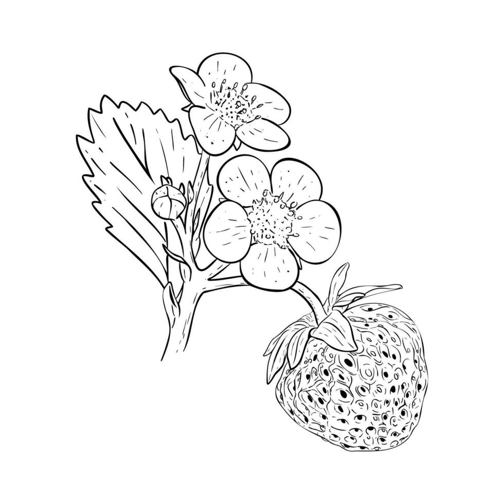 morango arbusto em galhos, bagas, flores e folhas. vetor ilustração desenhado de mão. esboço para Projeto do embalagem, rótulos, decoração, papel materiais e logotipo