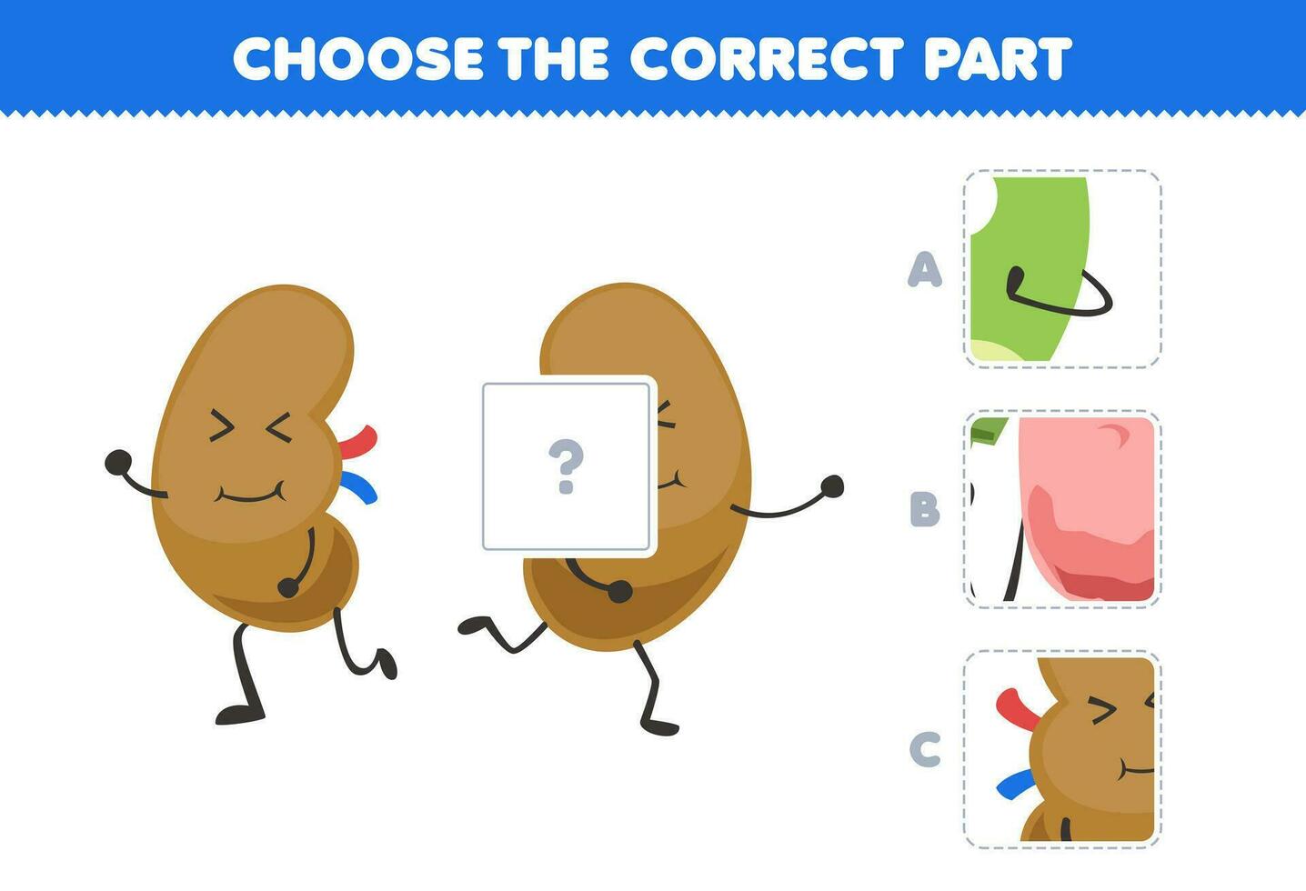 Educação jogos para crianças escolher a corrigir parte para completo uma fofa desenho animado rins cenário imprimível anatomia e órgão planilha vetor