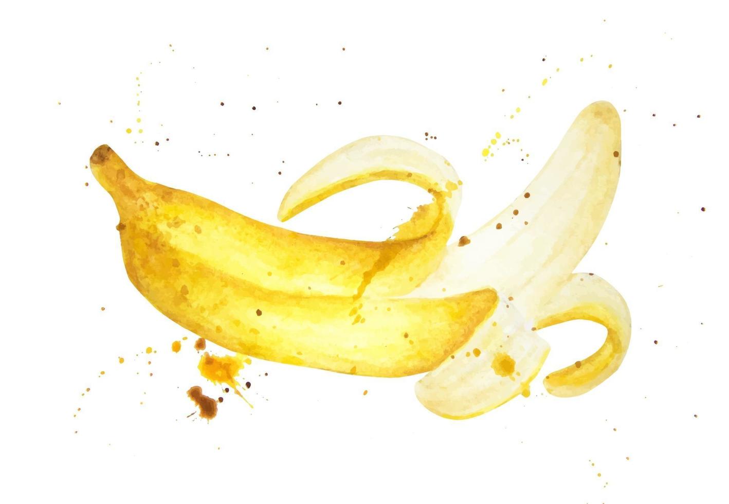banana com salpicos. ilustração de comida em aquarela, pintura de arte. vetor