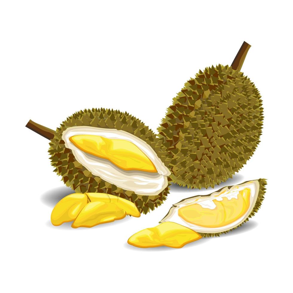 imagem vetorial de ilustração de fruta durian vetor