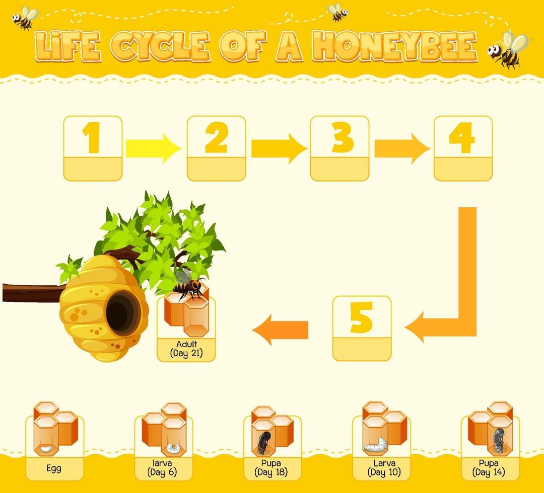 diagrama mostrando o ciclo de vida da abelha vetor