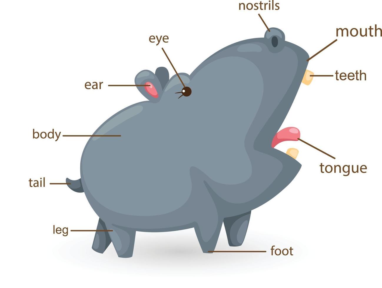 vocabulário hipopótamo, parte do vetor do corpo