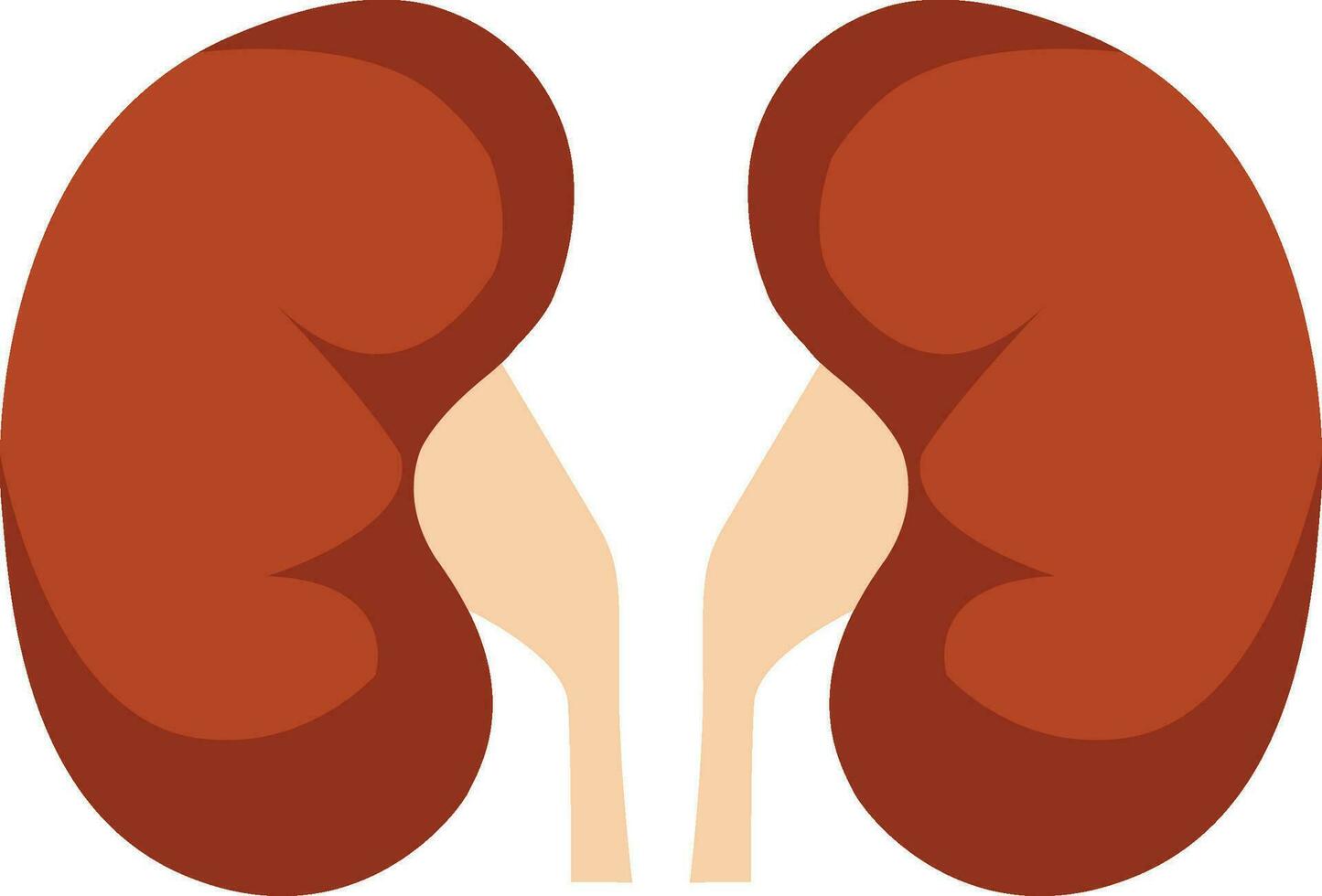 rim renal plano realista ícone. humano rim vetor órgão ícone. anatomia urologia ou Nefrologia logotipo.