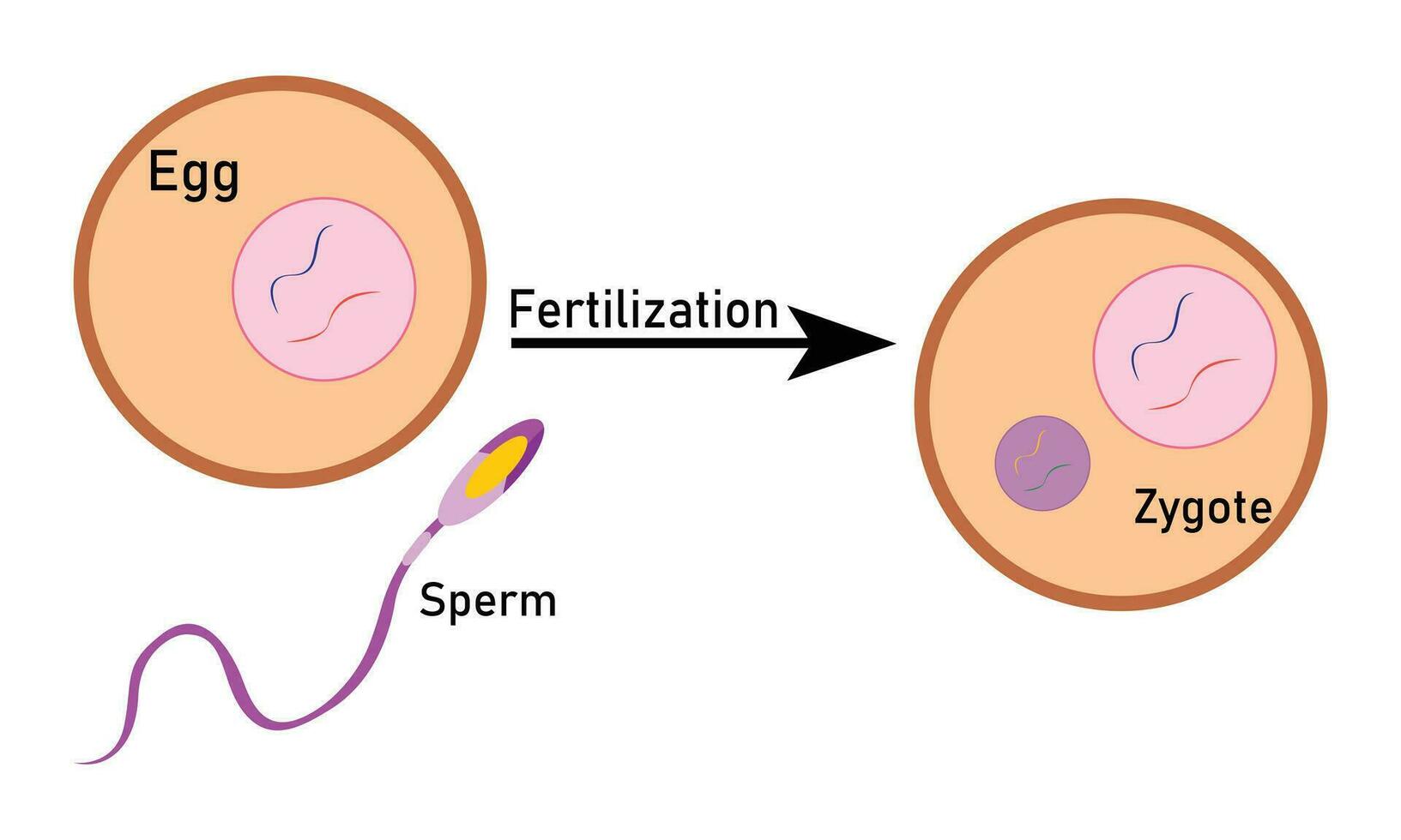 fertilização processo com passo a passo esperma ovo e zigoto Renderização célula vetor projeto,