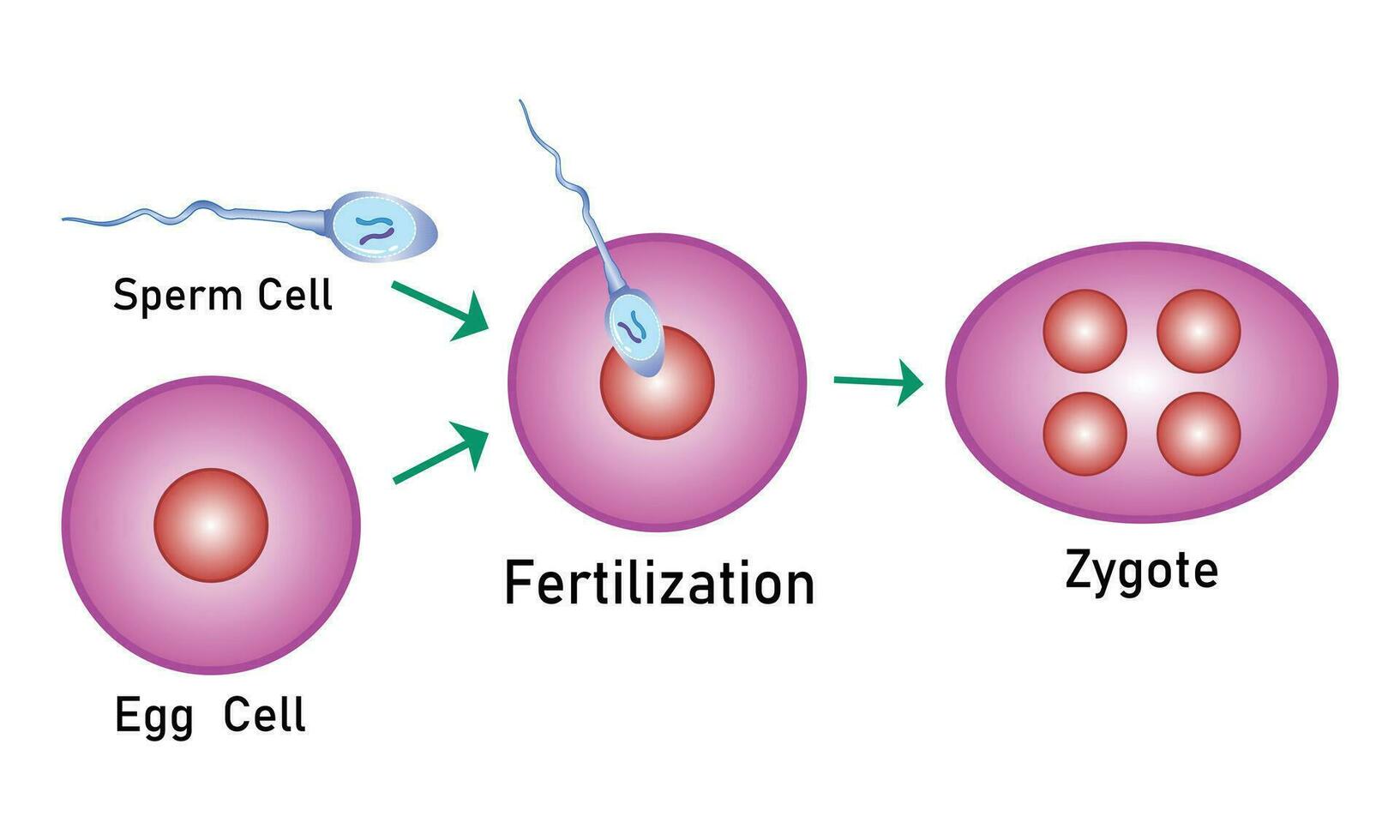 fertilização processo com passo a passo esperma ovo e zigoto Renderização célula vetor projeto,