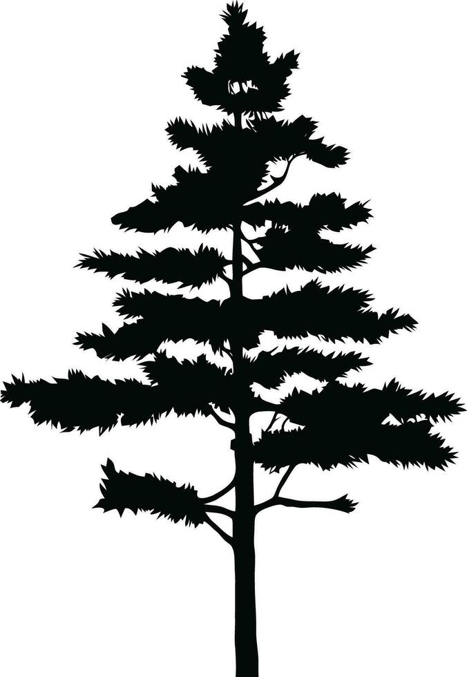 pinho árvore silhueta isolado em branco fundo. vetor ilustração.